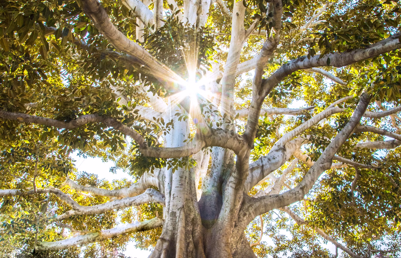 Саморегуляция онлайн в Москва